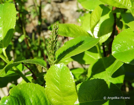 Salix glabra - Glanz-Weide, Blütenstand  © Mag. Angelika Ficenc