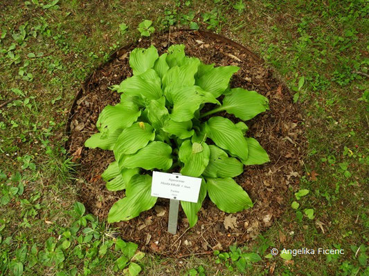 Hosta kikutii, Laubblätter      © Mag. Angelika Ficenc