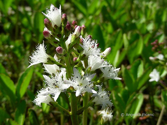 Menyanthes trifolia - Fieberklee  © Mag. Angelika Ficenc