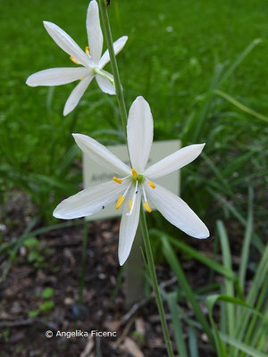 Anthericum liliago - Astlose Graslilie  © Mag. Angelika Ficenc