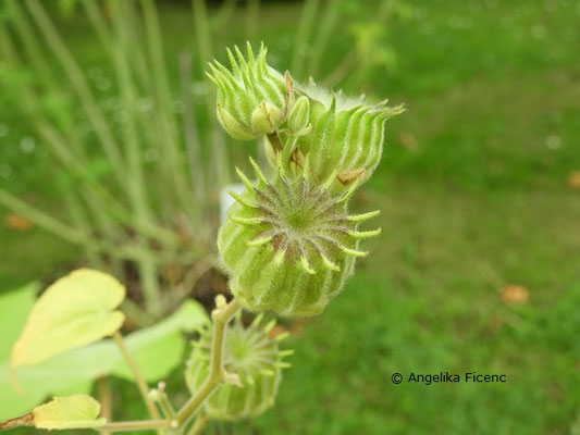 Abutilon theophrasti  © Mag. Angelika Ficenc