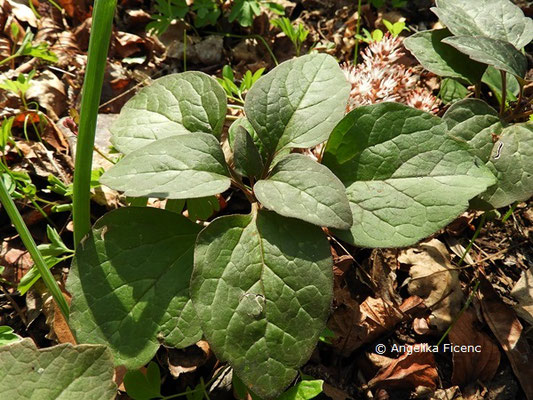 Pachysandra procumbens - Amerikanischer Ysander  © Mag. Angelika Ficenc