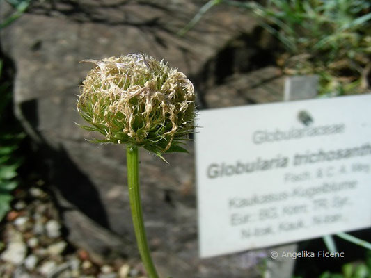 Globularia trichosantha - Kaukasus Kugelblume,   © Mag. Angelika Ficenc