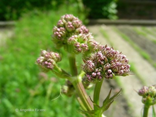 Valeriana officinalis - Echter Baldrian  © Mag. Angelika Ficenc