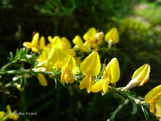 Genista pilosa - Heideginster   © Mag. Angelika Ficenc