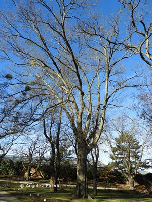 Celtis sp.  © Mag. Angelika Ficenc