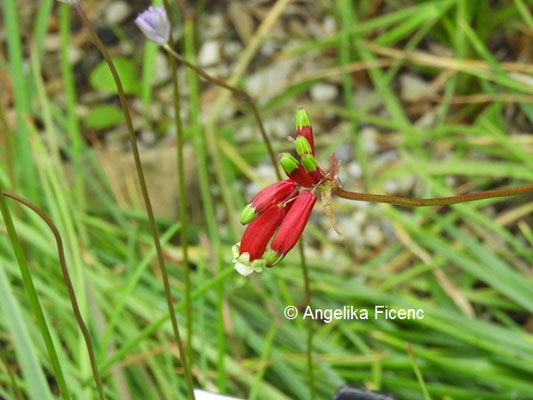 Dichelostemma ida-maia © Mag. Angelika Ficenc