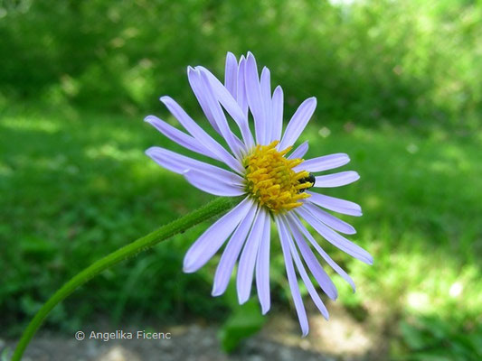 Aster tongolensis  © Mag. Angelika Ficenc