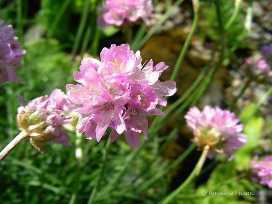 Armeria junipifolia - Wacholder Grasnelke,   © Mag. Angelika Ficenc