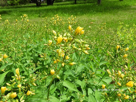Hypericum atomarium   © Mag. Angelika Ficenc
