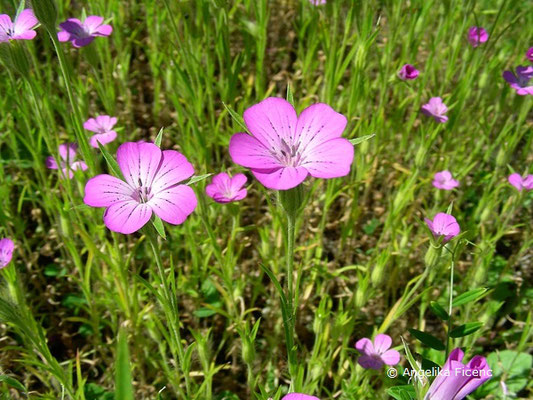 Agrostemma - Konrade  © Mag. Angelika Ficenc