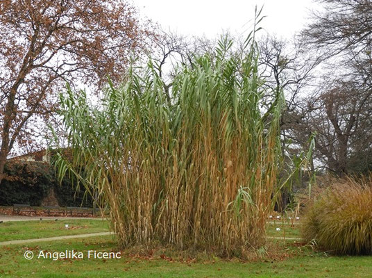 Arundo donax © Mag. Angelika Ficenc