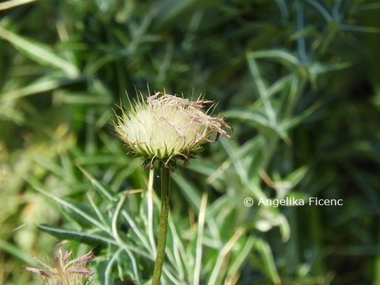 Jurinea cretaceae  © Mag. Angelika Ficenc