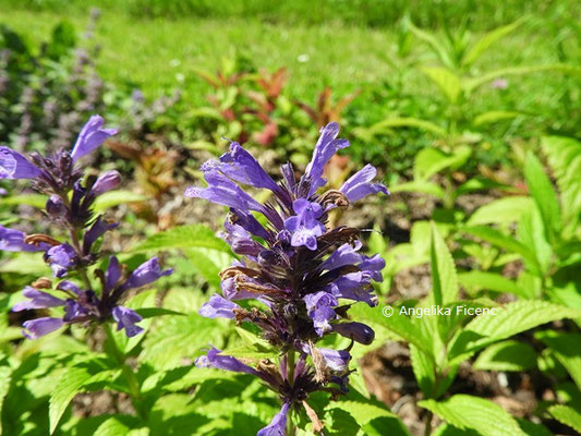 Nepeta cyanea - Kaukasische Minze  © Mag. Angelika Ficenc