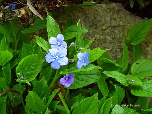 Omphalodes verna - Gedankenmein  © Mag. Angelika Ficenc