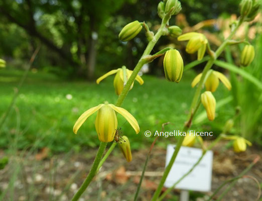 Albuca shawii  © Mag. Angelika Ficenc