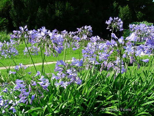 Agapanthus africanus Tinkerbell - Liebesblume "Tinkerbell"    © Mag. Angelika Ficenc