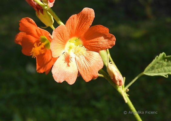 Sphaeralcea coccinea - Kugelmalve  © Mag. Angelika Ficenc