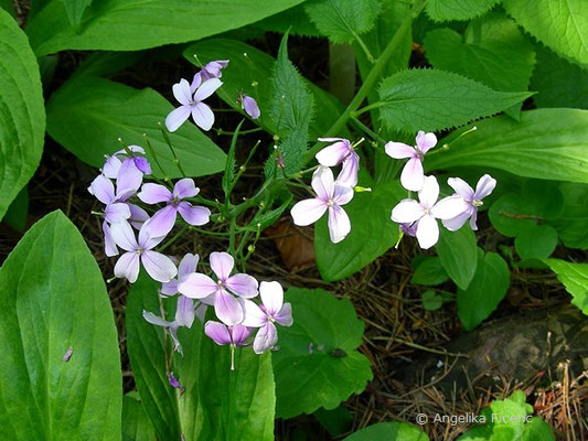 Lunaria redivia  © Mag. Angelika Ficenc