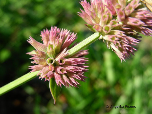 Agastache breviflora - Duftnessel  © Mag. Angelika Ficenc