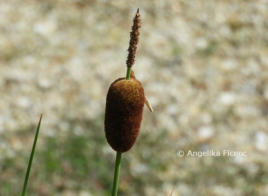 Typha minima  © Mag. Angelika Ficenc