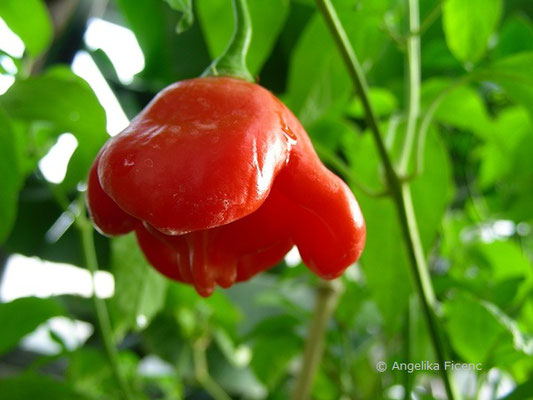 Capsicum baccatum  © Mag. Angelika Ficenc