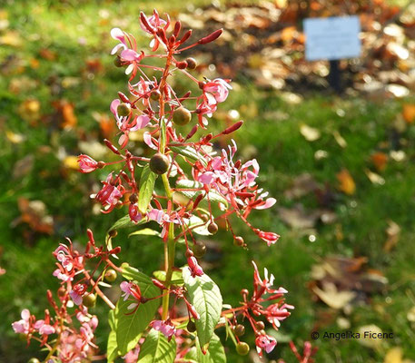 Lopezia racemosa - Mexikanische Lopezie  © Mag. Angelika Ficenc