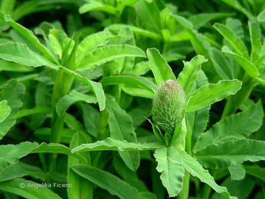 Trifolium rubens - Fuchsklee   © Mag. Angelika Ficenc