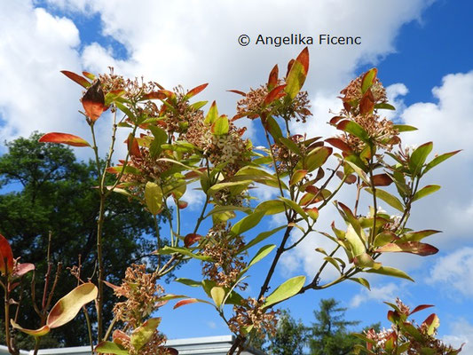 Acokanthera oblongifolia  © Mag. Angelika Ficenc