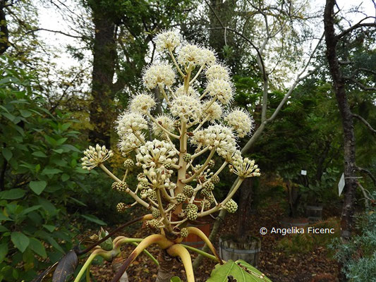 Fatsia japonica  © Mag. Angelika Ficenc