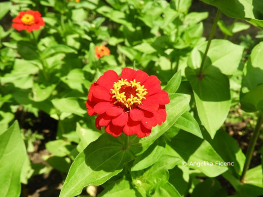 Zinnia angustifolia © Mag. Angelika Ficenc