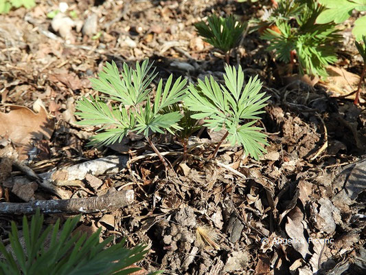 Dicentra canadensis - Kanadische Herzblume, Laubblätter  © Mag. Angelika Ficenc