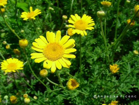 Anthemis tinctoria - Echte Färberkamille  © Mag. Angelika Ficenc