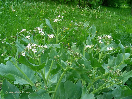 Crambe maritima - Meerkohl  © Mag. Angelika Ficenc