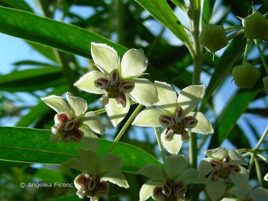 Gomphocarpus physocarpus "Hairy Balls" - Ballonpflanze, Blüten  © Mag. Angelika Ficenc