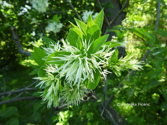 Chionanthus virginicus - Virginischer Schneeflockenstrauch, Blüten  © Mag. Angelika Ficenc