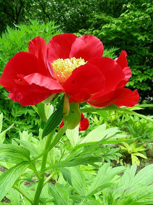 Paeonia delavayi - Delavay Pfingstrose,   © Mag. Angelika Ficenc