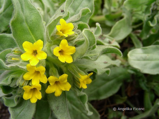 Alkanna orientalis - Orient Scheinhenna  © Mag. Angelika Ficenc