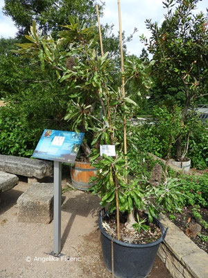 Banksia serrata  © Mag. Angelika Ficenc