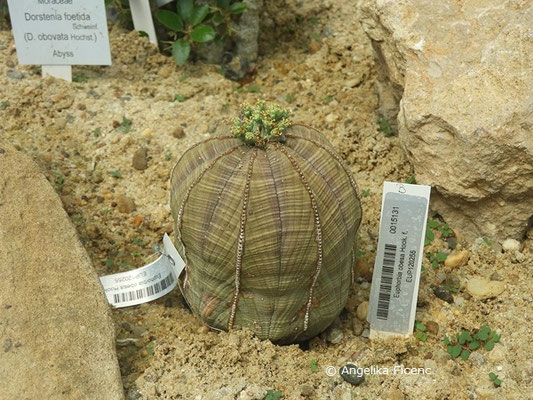 Euphorbia obesa  © Mag. Angelika Ficenc