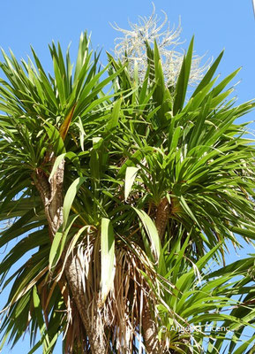 Cordyline australis - Keulenlilie, Laubblätter  © Mag. Angelika Ficenc