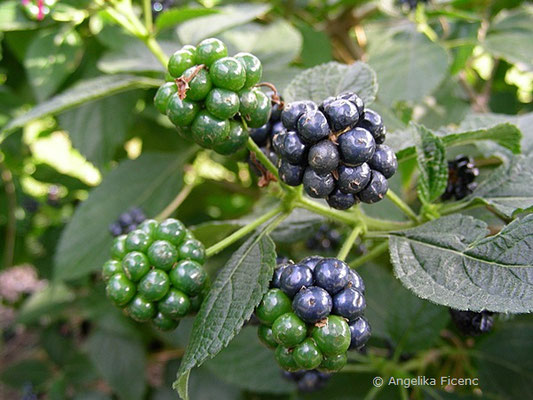 Lantana camera - Wandelröschen,   © Mag. Angelika Ficenc