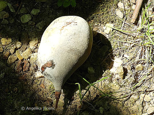 Asimina triloba    © Mag. Angelika Ficenc