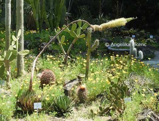 Agave victoria-reginae  © Mag. Angelika Ficenc