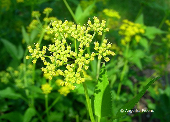 Zizia aurea - Goldener Alexander