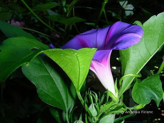 Ipomea caerulea - Blaue Sternwinde    © Mag. Angelika Ficenc