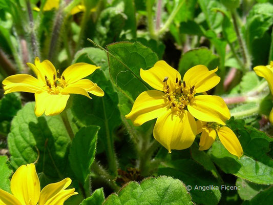 Chrysogonum virginianum © Mag. Angelika Ficenc