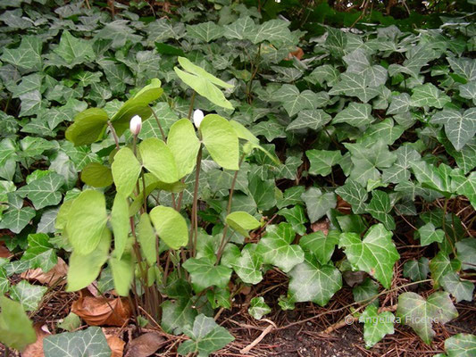 Jeffersonia diphylla -  Zwillingsblatt  © Mag. Angelika Ficenc