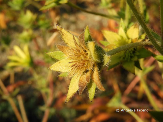 Silphium mohrii   © Mag. Angelika Ficenc