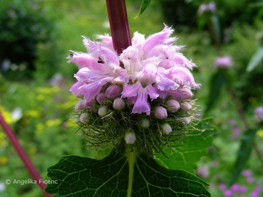 Phlomis tuberosa - Knollen Brandkraut  © Mag. Angelika Ficenc